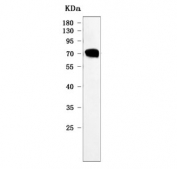 Western blot testing of human SH-SY5Y cell lysate with CHGA antibody. Predicted molecular weight ~50 kDa but may be observed at higher molecular weights due to glycosylation.