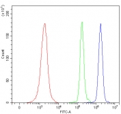 Flow cytometry testing of human JK cells with Spermine synthase antibody at 1ug/million cells (blocked with goat sera); Red=cells alone, Green=isotype control, Blue= Spermine synthase antibody.