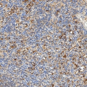 IHC staining of FFPE human spleen tissue with Syntaphilin antibody. HIER: boil tissue sections in pH8 EDTA for 20 min and allow to cool before testing.