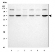 Western blot testing of 1) human HeLa, 2) human A549, 3) human PC-3, 4) human U-2 OS, 5) rat C6 and 6) mouse Neuro-2a cell lysate with Syntaphilin antibody. Predicted molecular weight ~54 kDa but commonly observed at ~68 kDa.