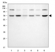 Western blot testing of 1) human HeLa, 2) human A549, 3) human PC-3, 4) human U-2 OS, 5) rat C6 and 6) mouse Neuro-2a cell lysate with Syntaphilin antibody. Predicted molecular weight ~54 kDa but commonly observed at ~68 kDa.