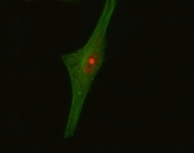 Immunofluorescent staining of FFPE human U-87 MG cells with Crk-like protein antibody (red) and Alpha Tubulin mAb (green). HIER: steam section in pH6 citrate buffer for 20 min.