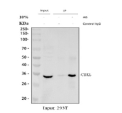 Immunoprecipitation of Crk-like protein protein from 500ug of human 293T whole cell lysate with 2ug of Crk-like protein antibody.