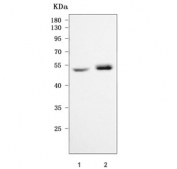 Western blot testing of 1) human HGC-27 and 2) mouse stomach tissue lysate with CBLIF antibody. Predicted molecular weight ~45 kDa but may be observed at higher molecular weights due to glycosylation.