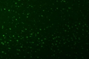 Immunofluorescent staining of FFPE mouse brain tissue with U2 snRNP A antibody (green) and DAPI nuclear stain (blue). HIER: steam section in pH8 EDTA buffer for 20 min.