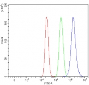 Flow cytometry testing of human MCF7 cells with U2 snRNP A antibody at 1ug/million cells (blocked with goat sera); Red=cells alone, Green=isotype control, Blue= U2 snRNP A antibody.