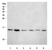 Western blot testing of 1) human A549, 2) human HL60, 3) human ThP-1, 4) rat testis, 5) mouse testis and 6) mouse NIH 3T3 cell lysate with Sm-D2 antibody. Predicted molecular weight ~14 kDa.