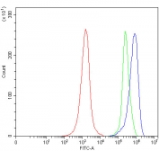 Flow cytometry testing of fixed and permeabilized human JK cells with Snurportin 1 antibody at 1ug/million cells (blocked with goat sera); Red=cells alone, Green=isotype control, Blue= Snurportin 1 antibody.