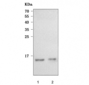 Western blot testing of 1) human SH-SY5Y and 2) rat liver tissue lysate with Retinol Binding Protein 1 antibody. Predicted molecular weight ~16 kDa.