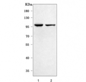 Western blot testing of human 1) 293T and 2) HeLa cell lysate with Nesprin 3 antibody. Predicted molecular weight ~112 kDa.