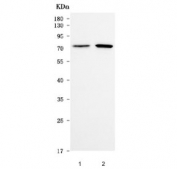 Western blot testing of human 1) HeLa and 2) HepG2 cell lysate with Sorting nexin 1 antibody. Predicted molecular weight ~59 kDa, commonly observed at 59-74 kDa.