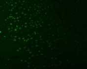 Immunofluorescent staining of FFPE mouse brain tissue with SNRNP27 antibody (green). HIER: steam section in pH8 EDTA buffer for 20 min.