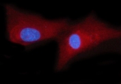 Immunofluorescent staining of FFPE human U-87 MG cells with WRS antibody (red) and DAPI nuclear stain (blue). HIER: steam section in pH6 citrate buffer for 20 min.