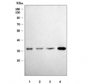 Western blot testing of 1) human Caco-2, 2) human A549, 3) rat thymus and 4) mouse thymus tissue lysate with SLC35A4 antibody. Predicted molecular weight ~35 kDa.