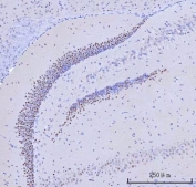 IHC staining of FFPE mouse brain tissue with Regulatory factor X 3 antibody. HIER: boil tissue sections in pH8 EDTA for 20 min and allow to cool before testing.