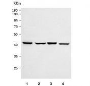 Western blot testing of human 1) 293T, 2) HeLa, 3) A375 and 4) MCF7 cell lysate with Scurfin antibody. Predicted molecular weight ~47 kDa.