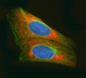 Immunofluorescent staining of FFPE human U-2 OS cells with ArgRS antibody (red), Alpha Tubulin mAb (green) and DAPI nuclear stain (blue). HIER: steam section in pH6 citrate buffer for 20 min.