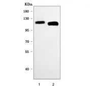 Western blot testing of human 1) Daudi and 2) HEL cell lysate with PL48 antibody. Predicted molecular weight ~119 kDa.