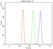 Flow cytometry testing of human HL60 cells with RETREG1 antibody at 1ug/million cells (blocked with goat sera); Red=cells alone, Green=isotype control, Blue= RETREG1 antibody.