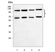 Western blot testing of 1) rat testis, 2) rat C6, 3) mouse testis and 4) mouse NIH 3T3 cell lysate with EZH1 antibody. Predicted molecular weight: 69-86 kDa (multiple isoforms).