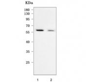 Western blot testing of human 1) 293T and 2) HeLa cell lysate with TAB1 antibody. Predicted molecular weight ~55 kDa.