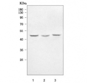 Western blot testing of human 1) MCF7, 2) SiHa and 3) U-87 MG cell lysate with TMEM59 antibody. Predicted molecular weight ~36 kDa but may be observed at higher molecular weights due to glycosylation.