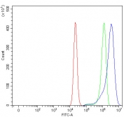 Flow cytometry testing of human RT4 cells with TMEM59 antibody at 1ug/million cells (blocked with goat sera); Red=cells alone, Green=isotype control, Blue= TMEM59 antibody.