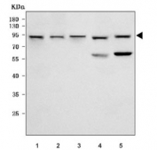 Western blot testing of 1) human HeLa, 2) human K562, 3) human SH-SY5Y, 4) rat brain and 5) mouse brain tissue lysate with RAP1GAP antibody. Predicted molecular weight ~73 kDa with the phosphorylated forms observed at up to 95 kDa.