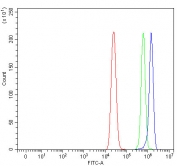 Flow cytometry testing of human MCF7 cells with ASNS antibody at 1ug/million cells (blocked with goat sera); Red=cells alone, Green=isotype control, Blue= ASNS antibody.