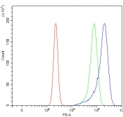 Flow cytometry testing of human U-2 OS cells with Raftlin antibody at 1ug/million cells (blocked with goat sera); Red=cells alone, Green=isotype control, Blue= Raftlin antibody.