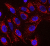 Immunofluorescent staining of FFPE human U-2 OS cells with Raftlin antibody (red) and DAPI nuclear stain (blue). HIER: steam section in pH6 citrate buffer for 20 min.