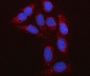 Immunofluorescent staining of FFPE human U-2 OS cells with RBFA antibody (red) and DAPI nuclear stain (blue). HIER: steam section in pH6 citrate buffer for 20 min.