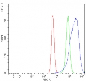 Flow cytometry testing of human U-87 MG cells with SLC35D1 antibody at 1ug/million cells (blocked with goat sera); Red=cells alone, Green=isotype control, Blue= SLC35D1 antibody.