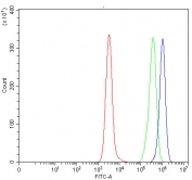 Flow cytometry testing of human Daudi cells with Syntrophin gamma 2 antibody at 1ug/million cells (blocked with goat sera); Red=cells alone, Green=isotype control, Blue= Syntrophin gamma 2 antibody.