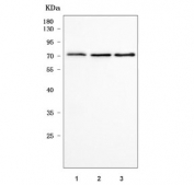 Western blot testing of human 1) 293T, 2) HeLa and 3) HEL cell lysate with RAVER1 antibody. Predicted molecular weight ~64 and ~78 kDa (two isoforms).