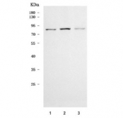 Western blot testing of human 1) 293T, 2) HeLa and 3) Jurkat cell lysate with TTLL3 antibody. Predicted molecular weight ~87 kDa.