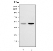 Western blot testing of human 1) SH-SY5Y and 2) 293T cell lysate with RIMKLA antibody. Predicted molecular weight ~43 kDa.