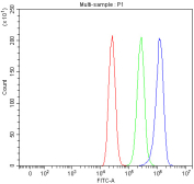 Flow cytometry analysis of fixed and permeabilized human MCF7 cells with SGSH antibody at 1ug/million cells (blocked with goat sera); Red=cells alone, Green=isotype control, Blue= SGSH antibody.