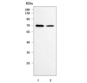 Western blot testing of human 1) HeLa and 2) K562 cell lysate with Ribophorin 1 antibody. Predicted molecular weight ~68 kDa.