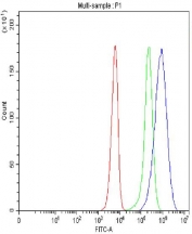 Flow cytometry testing of fixed and permeabilized human SiHa cells with RBM25 antibody at 1ug/million cells (blocked with goat sera); Red=cells alone, Green=isotype control, Blue= RBM25 antibody.