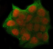 Immunofluorescent staining of FFPE human MCF7 cells with GNB1 antibody (red) and Alpha Tubulin mAb (green). HIER: steam section in pH6 citrate buffer for 20 min.