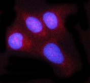Immunofluorescent staining of FFPE human U-2 OS cells with REL antibody (red) and DAPI nuclear stain (blue). HIER: steam section in pH6 citrate buffer for 20 min.