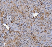 IHC staining of FFPE mouse kidney tissue with SHQ1 antibody. HIER: boil tissue sections in pH8 EDTA for 20 min and allow to cool before testing.