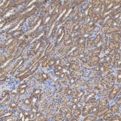 IHC staining of FFPE rat kidney tissue with SHQ1 antibody. HIER: boil tissue sections in pH8 EDTA for 20 min and allow to cool before testing.
