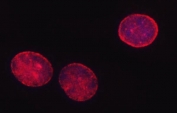 Immunofluorescent staining of FFPE human A549 cells with SHQ1 antibody (red) and DAPI nuclear stain (blue). HIER: steam section in pH6 citrate buffer for 20 min.