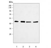 Western blot testing of human 1) PC-3, 2) COLO-320, 3) HeLa and 4) HepG2 cell lysate with ATG12 antibody. Expected molecular weight: ~15 kDa (ATG12) and 50-60 kDa (ATG12-ATG5 complex).