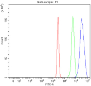 Flow cytometry analysis of fixed and permeabilized human HepG2 cells with PKP2 antibody at 1ug/million cells (blocked with goat sera); Red=cells alone, Green=isotype control, Blue= PKP2 antibody.