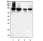 Western blot testing of 1) human HaCaT, 2) human Caco-2, 3) rat heart and 4) mouse heart tissue lysate with PKP2 antibody. Predicted molecular weight: 93-97 kDa.