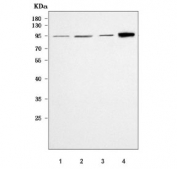 Western blot testing of 1) human 293T, 2) human HeLa, 3) rat heart and 4) mouse heart tissue lysate with PKP2 antibody. Predicted molecular weight: 93-97 kDa.