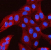 Immunofluorescent staining of FFPE human U-2 OS cells with RAN binding protein 1 antibody (red) and DAPI nuclear stain (blue). HIER: steam section in pH6 citrate buffer for 20 min.